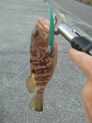 キジハタの釣果