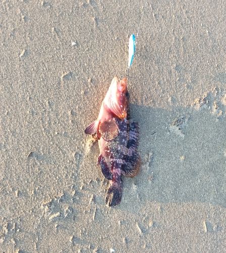 アコウの釣果