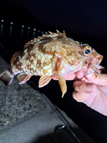 ガシラの釣果