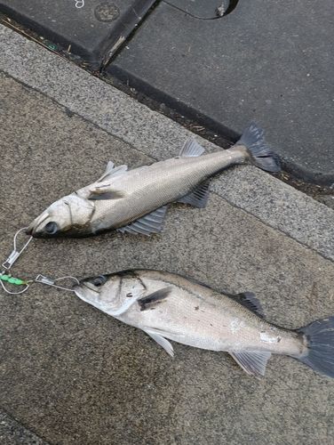 セイゴ（タイリクスズキ）の釣果
