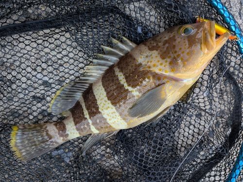 アオハタの釣果