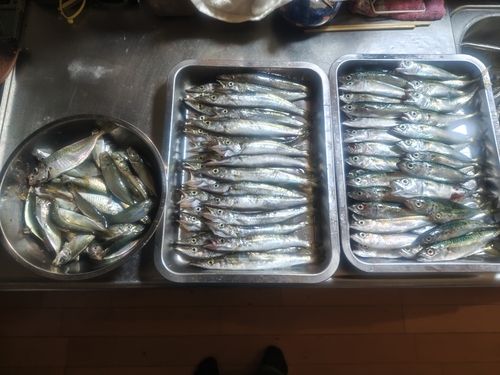 アジの釣果
