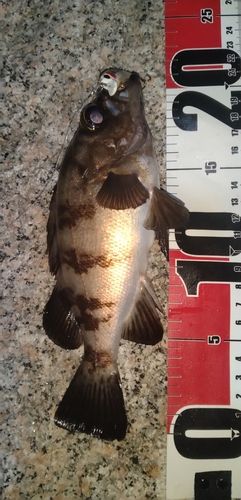 釣果