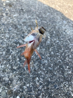 クロホシイシモチの釣果