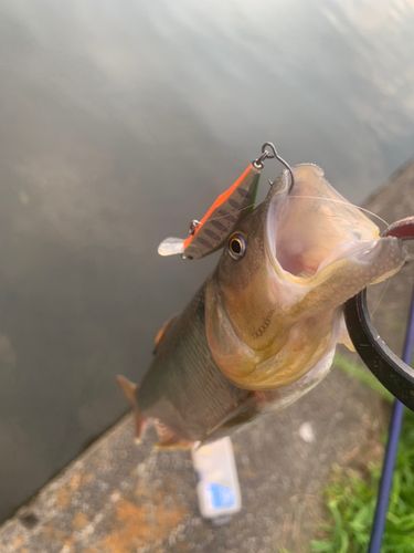 ハスの釣果