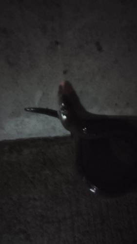 クロアナゴの釣果