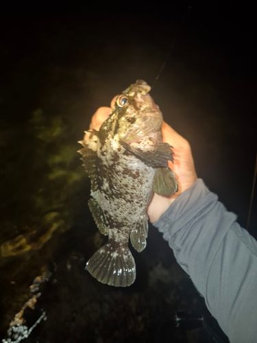 ソイの釣果