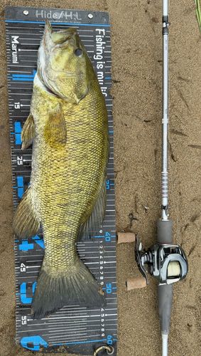 スモールマウスバスの釣果