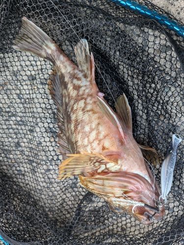 ガシラの釣果