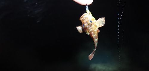 アコウの釣果