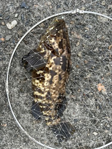 ヤイトハタの釣果