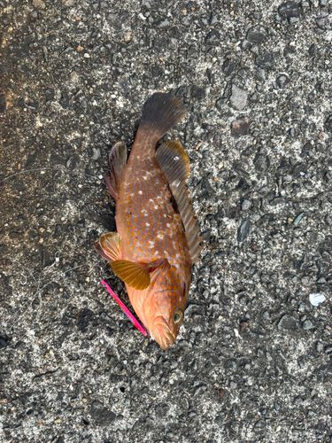 アコウの釣果