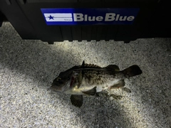 クロソイの釣果