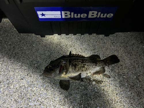 クロソイの釣果