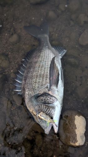 アングラー04672425さんの2026年08月03日(月)の釣行(大分県 - 守江湾