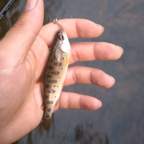 ヤマメの釣果