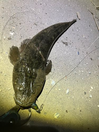 マゴチの釣果