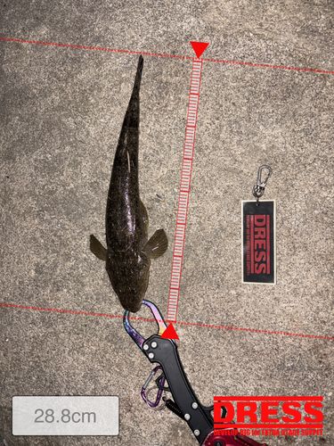 マゴチの釣果