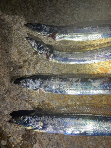タチウオの釣果