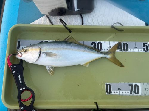 ヤズの釣果
