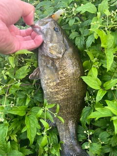 スモールマウスバスの釣果