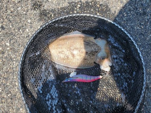 モンゴウイカの釣果