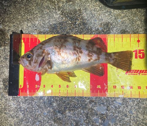 シロメバルの釣果