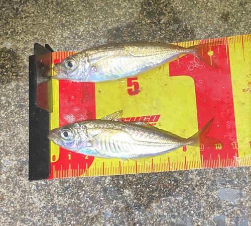 マアジの釣果