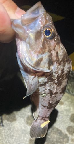 クロソイの釣果