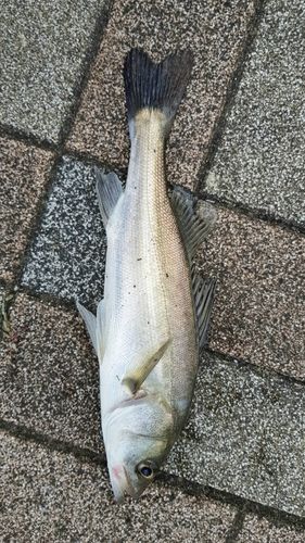 セイゴ（タイリクスズキ）の釣果