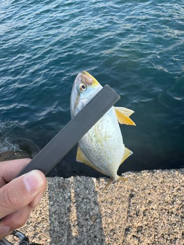 ショゴの釣果