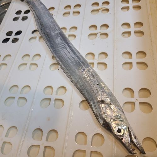 タチウオの釣果