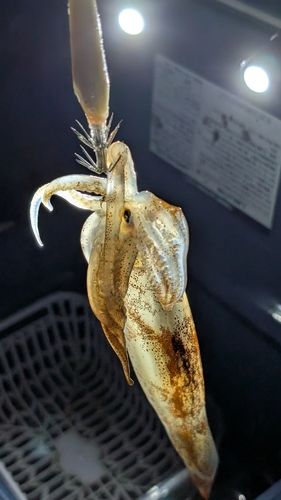 スルメイカの釣果