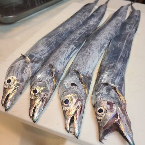 タチウオの釣果