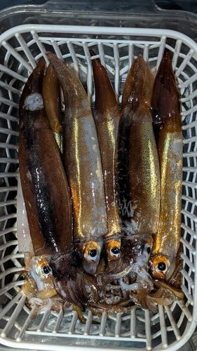 スルメイカの釣果