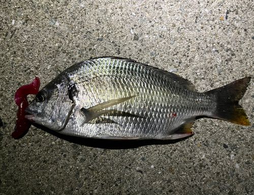 キビレの釣果