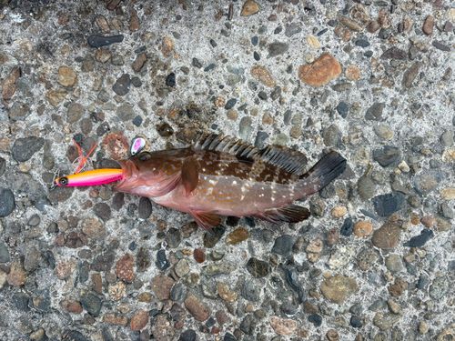 アコウの釣果