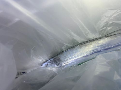 タチウオの釣果