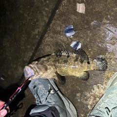 マダラハタの釣果