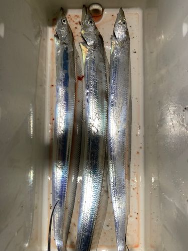タチウオの釣果