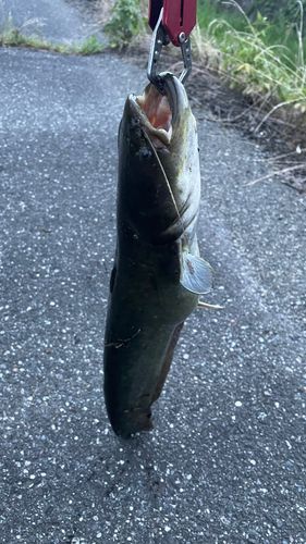 ナマズの釣果