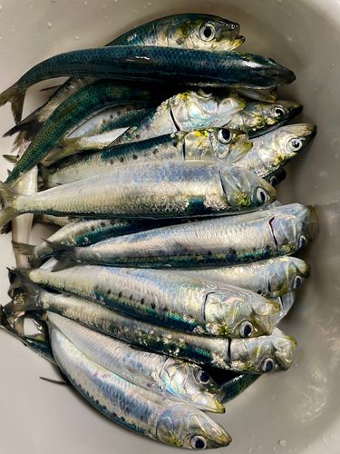 イワシの釣果