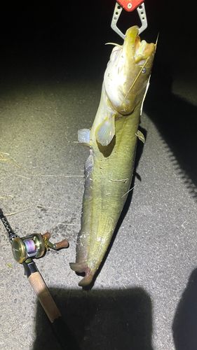 ナマズの釣果