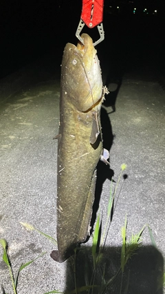 ナマズの釣果
