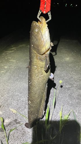ナマズの釣果