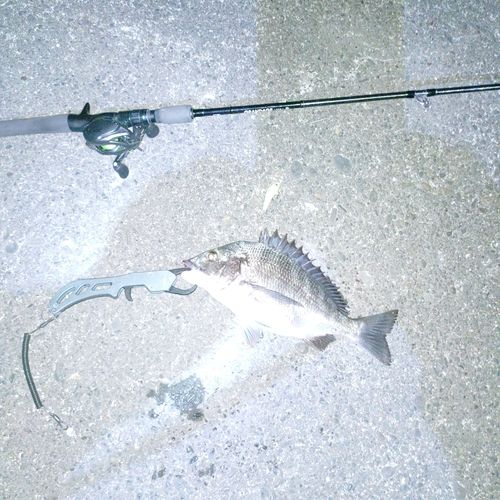 チヌの釣果