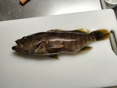 クエの釣果