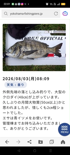 クロダイの釣果