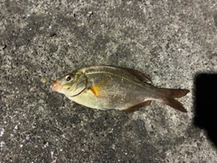 ウミタナゴの釣果
