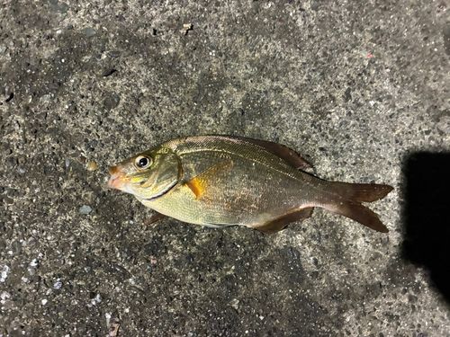 ウミタナゴの釣果
